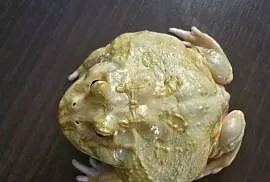 Żaba rogata
