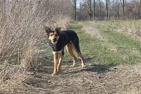 ABIS - cudowny pies pragnie miłości człowieka,  ma