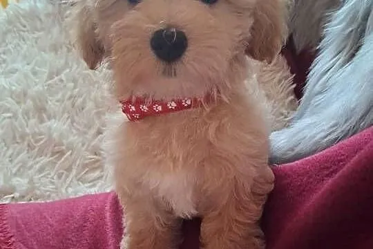 Maltipoo piesek mama maltańczyk tata pudel toy red