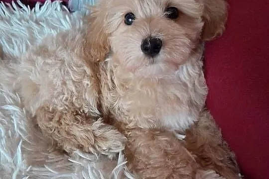 Maltipoo piesek mama maltańczyk tata pudel toy red, Świętokrzyskie, Busko-Zdrój