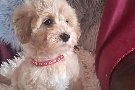 Maltipoo piesek mama maltańczyk tata pudel toy red, Świętokrzyskie, Busko-Zdrój