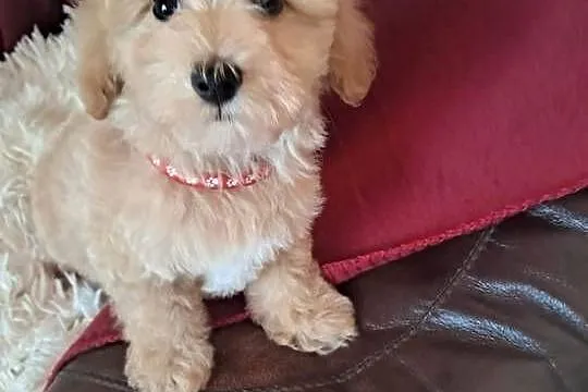 Maltipoo piesek mama maltańczyk tata pudel toy red, Świętokrzyskie, Busko-Zdrój