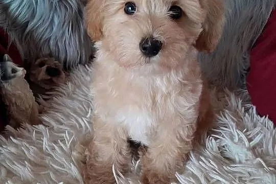 Maltipoo piesek mama maltańczyk tata pudel toy red, Świętokrzyskie, Busko-Zdrój
