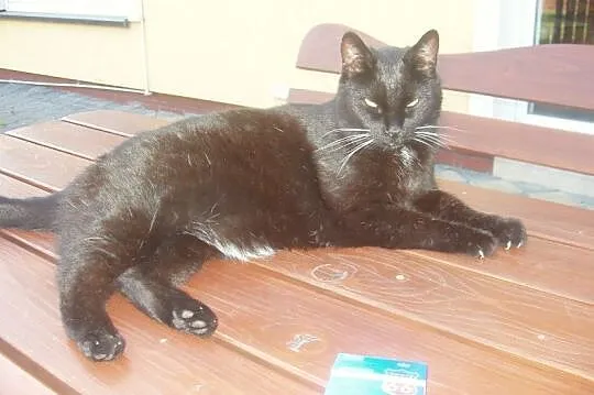 Zaginął czarny kot- W Ruścu pod Nadarzynem w okoli