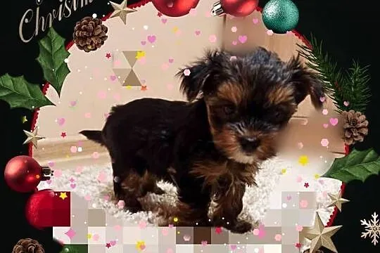 Śliczny szczeniak York terrier