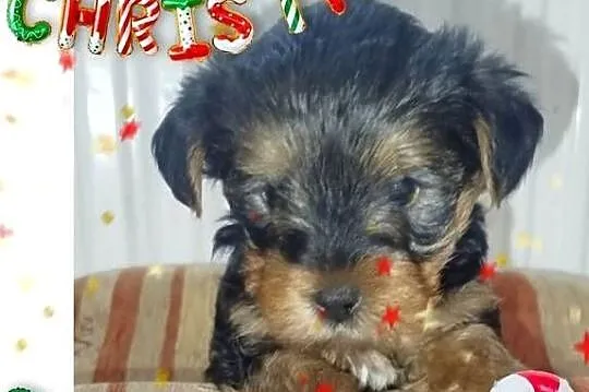 Śliczny szczeniak York terrier, Wielkopolskie, Podstolice