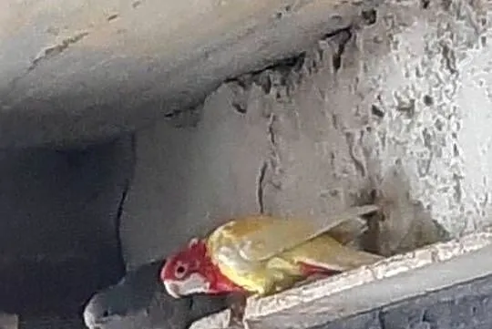 Rozela białolica Lutino, Podkarpackie, Rzeszów