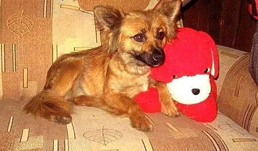 Malenka sunia wysterylizowana,8 miesieczna adopcja