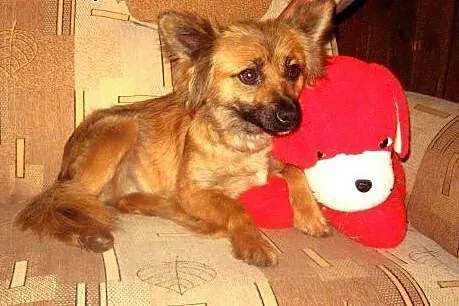 Malenka sunia wysterylizowana,8 miesieczna adopcja