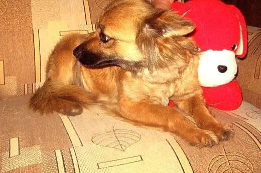 Malenka sunia wysterylizowana,8 miesieczna adopcja