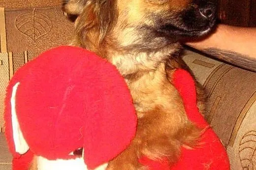 Malenka sunia wysterylizowana,8 miesieczna adopcja