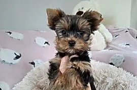 yorkshire terrier samiec