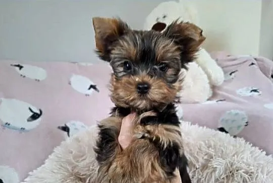 yorkshire terrier samiec, Zachodniopomorskie, Szczecin