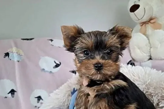 yorkshire terrier samiec, Zachodniopomorskie, Szczecin