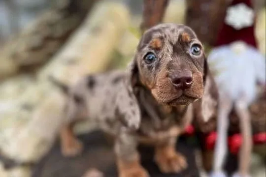 Wyjątkowa! Sunia Jamnik miniaturowy Choco merle z rodowodem, Śląskie, Katowice