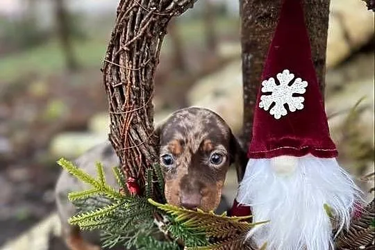 Wyjątkowa! Sunia Jamnik miniaturowy Choco merle z rodowodem, Śląskie, Katowice