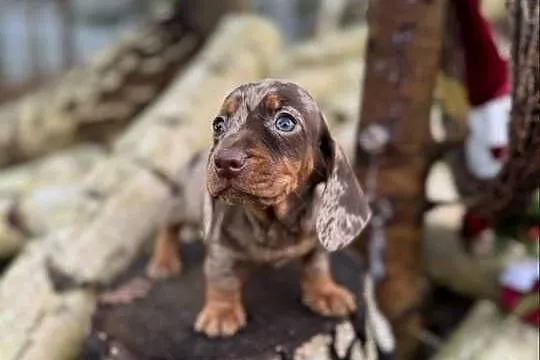 Wyjątkowa! Sunia Jamnik miniaturowy Choco merle z rodowodem, Śląskie, Katowice