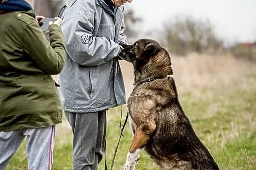 APSIK - najwierniejszy dziadek na świecie :),  mał