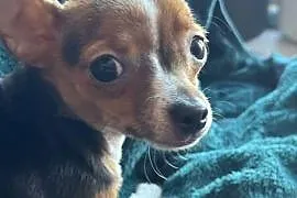 Mała, prześliczna sunia Chihuahua w typie jelonka szuka kochającego domu