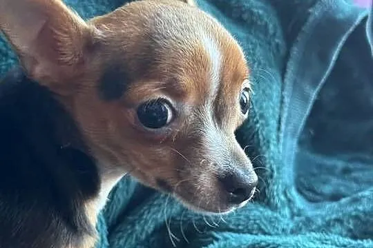 Mała, prześliczna sunia Chihuahua w typie jelonka szuka kochającego domu, Mazowieckie, Warszawa