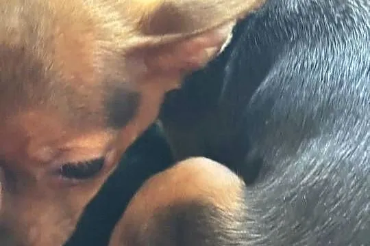 Mała, prześliczna sunia Chihuahua w typie jelonka szuka kochającego domu, Mazowieckie, Warszawa