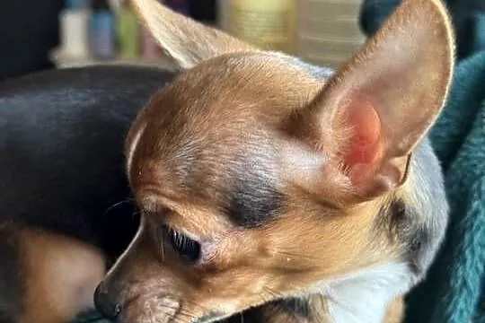Mała, prześliczna sunia Chihuahua w typie jelonka szuka kochającego domu, Mazowieckie, Warszawa