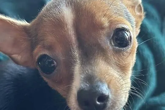 Mała, prześliczna sunia Chihuahua w typie jelonka szuka kochającego domu, Mazowieckie, Warszawa