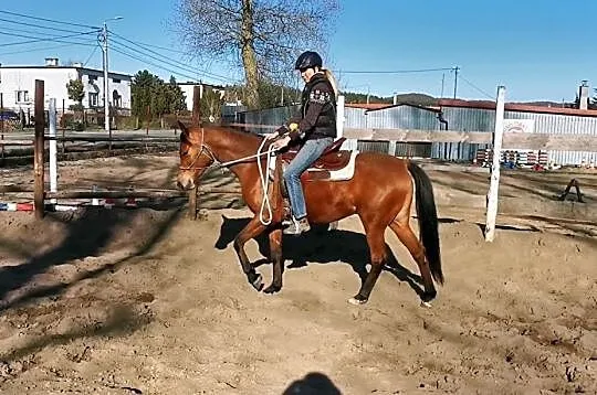 klacz arabska, zajeżdżona, , 