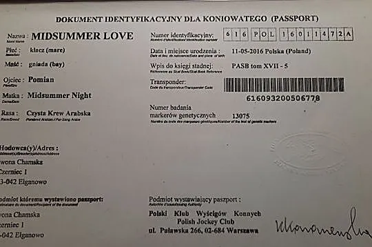 klacz arabska, zajeżdżona, , 