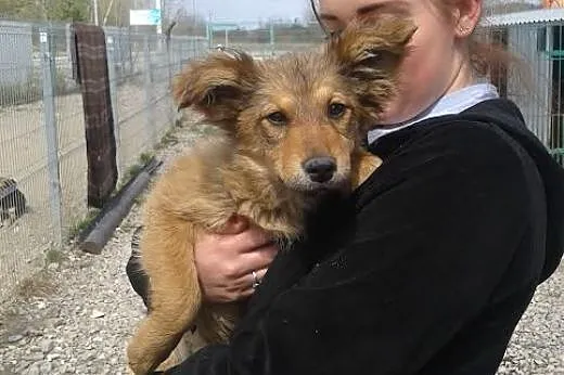 6 miesięczny szczeniak,suczka do ADOPCJI ,  małopo