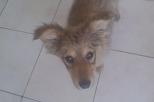 6 miesięczny szczeniak,suczka do ADOPCJI ,  małopo