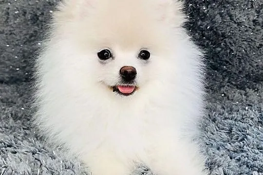 Szpic Miniaturowy- Pomeranian rodowód ZHPR, Pomorskie, Gdańsk