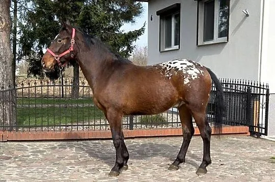 tarant wałach 2 lata, Wielkopolskie, Bucz