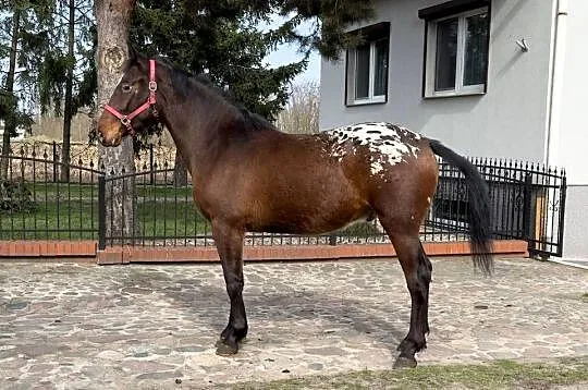 tarant wałach 2 lata, Wielkopolskie, Bucz