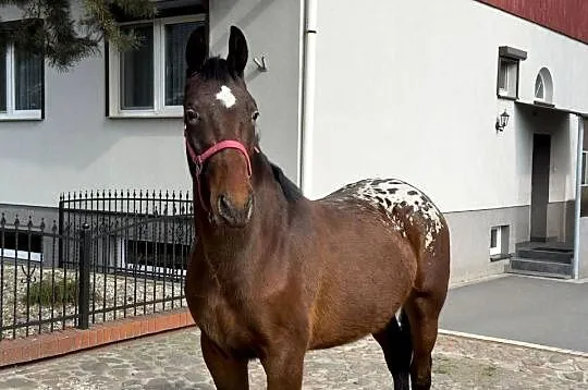 tarant wałach 2 lata, Wielkopolskie, Bucz