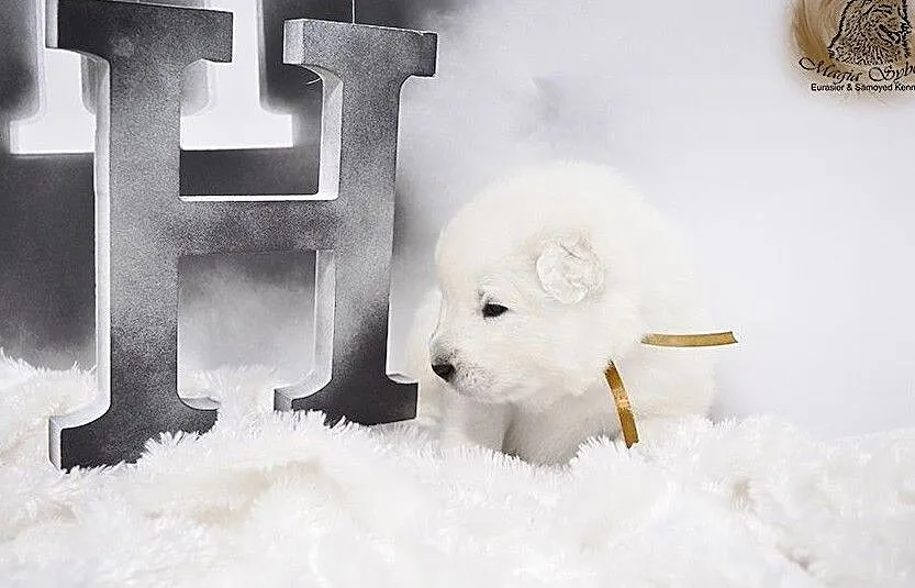 SAMOYED / SAMOJED Magia Syberii FCI - Miot