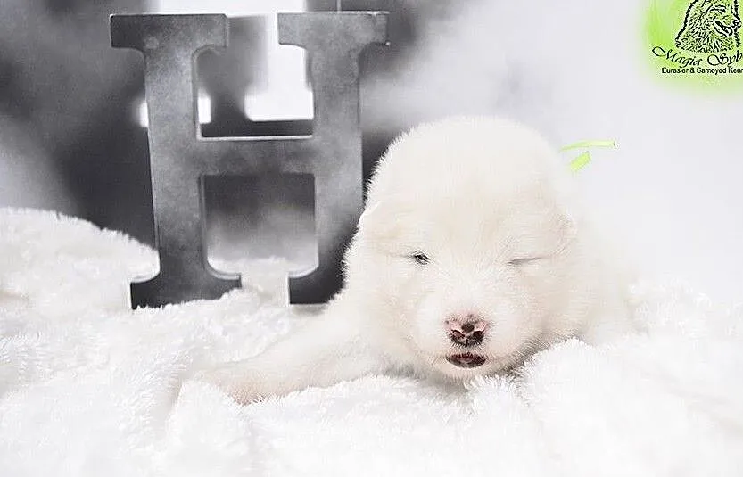 SAMOYED / SAMOJED Magia Syberii FCI - Miot
