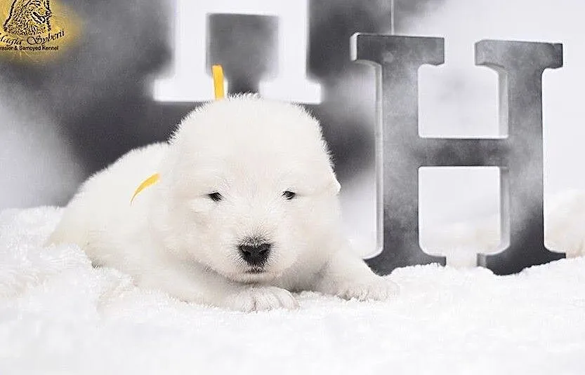 SAMOYED / SAMOJED Magia Syberii FCI - Miot