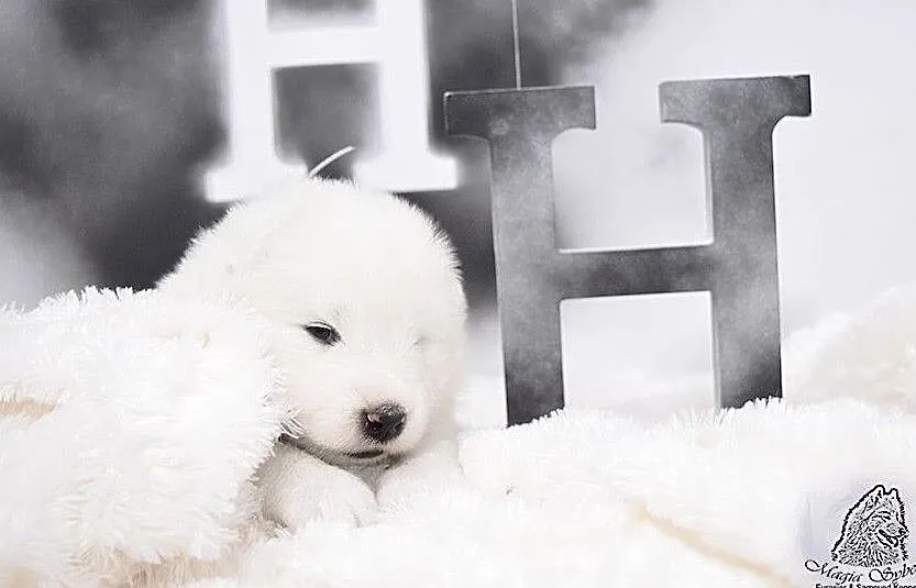 SAMOYED / SAMOJED Magia Syberii FCI - Miot