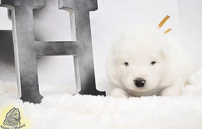 SAMOYED / SAMOJED Magia Syberii FCI - Miot