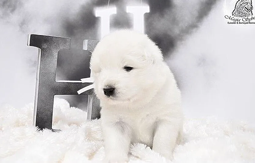 SAMOYED / SAMOJED Magia Syberii FCI - Miot