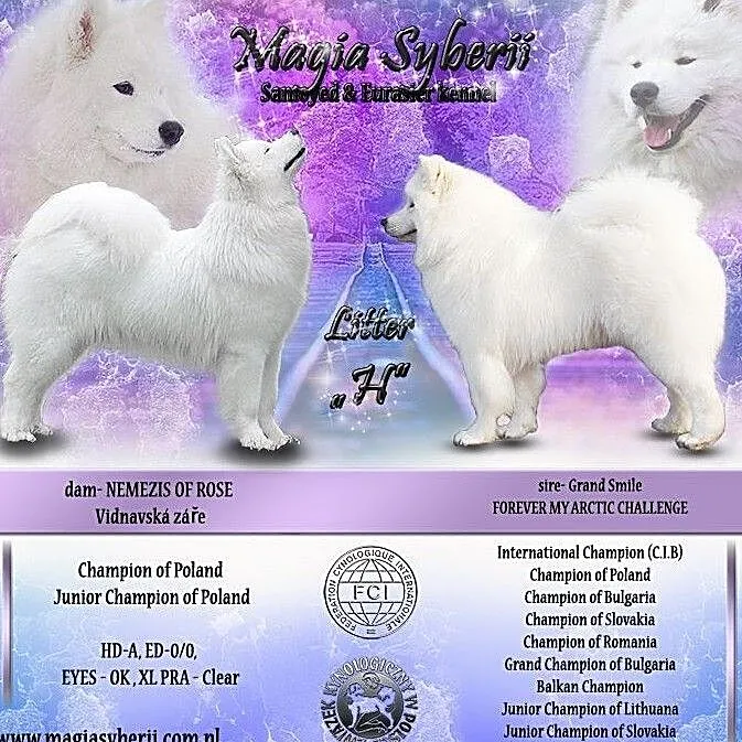 SAMOYED / SAMOJED Magia Syberii FCI - Miot