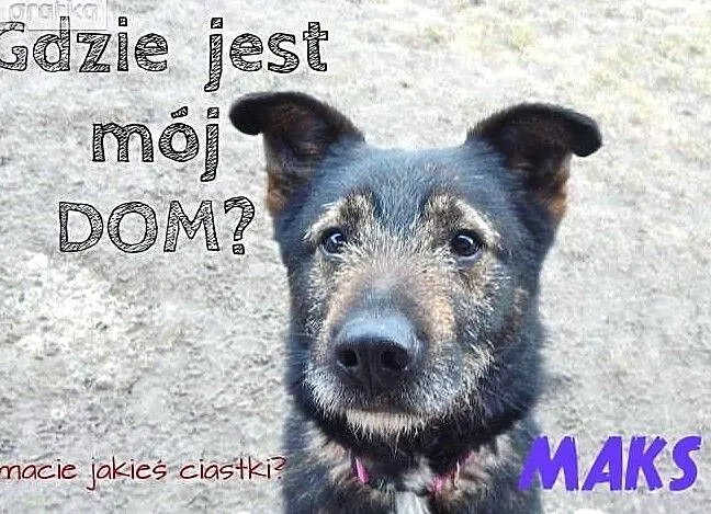 MAKS - łagodny pies szuka domu!, Śląskie, Częstochowa