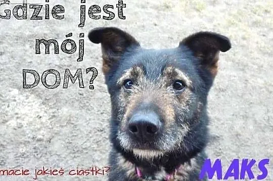 MAKS - łagodny pies szuka domu!, Śląskie, Częstochowa