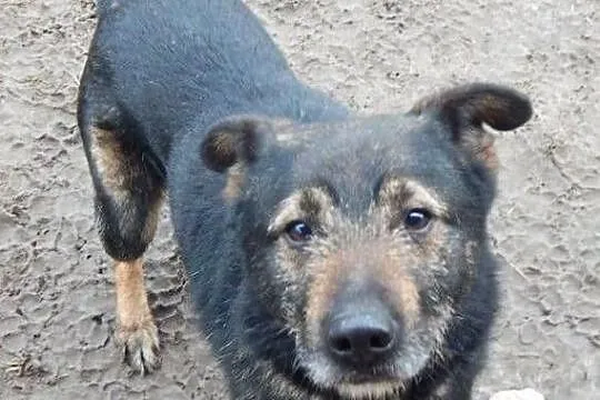 MAKS - łagodny pies szuka domu!, Śląskie, Częstochowa