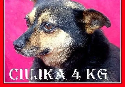 4kg,łagodna,spokojna,przytulaśna,grzeczna suczka C