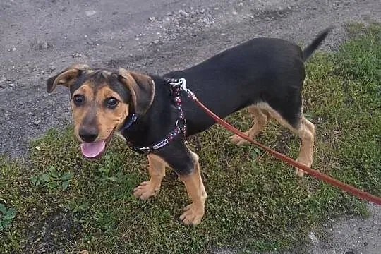 Kaja, 4 miesięczna sunia, wesoła, kochana szuka do