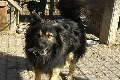 Radosny OSKAR czeka na dom