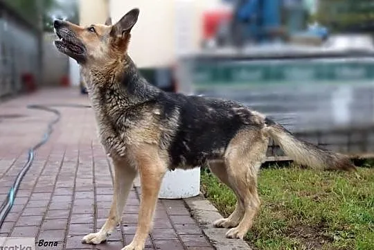 Bona - szuka domu i miłości, Mazowieckie, Nowy Dwór Mazowiecki