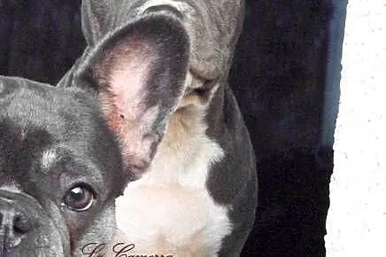 American Staffordshire Terrier Amstaff Suczka